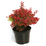 Kwiaty doniczkowe - Berberys 'Superba', 'Kobold', 'Green carpert' don. 2 l - miniaturka - grafika 1