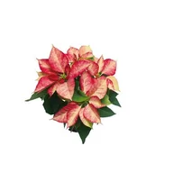 Kwiaty doniczkowe - Poinsecja 5-7 pędowa różne kolory - miniaturka - grafika 1