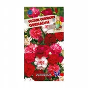 Nasiona i cebule - Goździk ogrodowy Grenadin 0,5g / O / - miniaturka - grafika 1