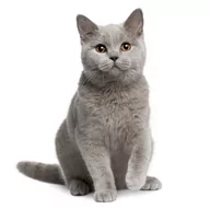 Sucha karma dla kotów - Zestaw dla kota rasy British Shorthair - miniaturka - grafika 1