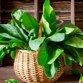 Nasiona i cebule - Szpinak Orbita Mieszaniec F1 10g Nasiona Wegana - miniaturka - grafika 1