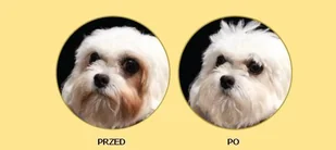 NATURES PROTECTION Superior Care White Dogs Adult 1,5kg - Sucha karma dla psów - miniaturka - grafika 7