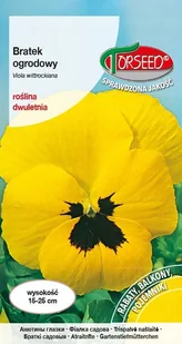 Nasiona Bratek wielkokwiatowy złotożółty 0,5g - Torseed - Nasiona i cebule - miniaturka - grafika 1