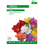 Nasiona i cebule - Frezja ogrodowa 40-50 cm mieszanka 5+ - miniaturka - grafika 1