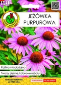 Nasiona i cebule - Nasiona miododajne Jeżówka purpurowa gr.M1 1g - miniaturka - grafika 1