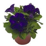 Kwiaty doniczkowe - Petunia rabatowa wys. 15 cm don. 9 cm - miniaturka - grafika 1