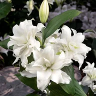 Nasiona i cebule - Lilia orientalna pełna Bowl of Beauty 1 szt. cebule cebulki - miniaturka - grafika 1