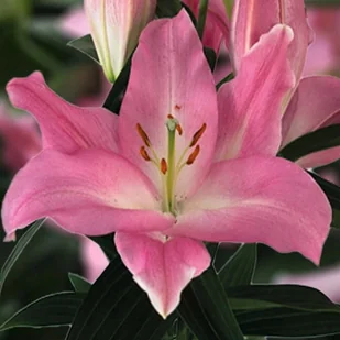 Lilia orientalna Colet XXL (20/+) 1 szt. cebule cebulki lilii lilie - Nasiona i cebule - miniaturka - grafika 1