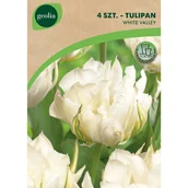 Nasiona i cebule - Tulipan White Walley 11/12 4szt. Cebulki kwiatów Geolia - miniaturka - grafika 1