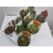 Kwiaty doniczkowe - KAKTUS D10,5 GIRO - miniaturka - grafika 1