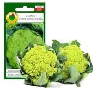 Nasiona i cebule - KALAFIOR VERDE DI MACERATA NASIONA BEZ GMO - miniaturka - grafika 1