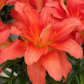 Nasiona i cebule - Lilia Pura doniczkowa pełna Pura Sky 1 szt. cebule cebulki lilii lilie - miniaturka - grafika 1