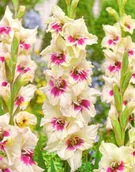 Nasiona i cebule - Gladiolus - Mieczyk Wielokwiatowy Amber Mistique 5szt. - miniaturka - grafika 1