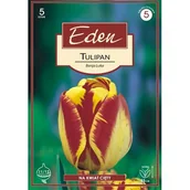 Nasiona i cebule - Tulipan hybrydy Darwina Banja Luka 5 sztuk Eden - miniaturka - grafika 1