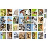 Przybory szkolne - Literat Naklejki Zwierzęta - miniaturka - grafika 1