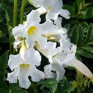 Nasiona i cebule - Incarvillea Inkarwilla Snowtop biała 1 szt. - miniaturka - grafika 1