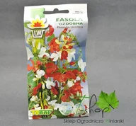 Nasiona i cebule - Fasola ozdobna mieszanka kolorów - miniaturka - grafika 1