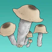 Nasiona i cebule - Mykożerca Growkit Ghost Full Auto - miniaturka - grafika 1