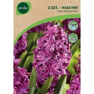 Nasiona i cebule - Hiacynt Twin Sensation 15/16 2szt. Cebulki kwiatów Geolia - miniaturka - grafika 1