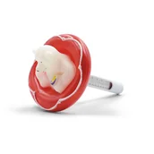 Akcesoria do basenów - GAMIX TERMOMETR DO BASENU PŁYWAJĄCY MIŚ BASENOWY - miniaturka - grafika 1