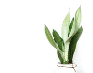 Kwiaty doniczkowe - Sansevieria moonshine P9 ~27 cm - miniaturka - grafika 1