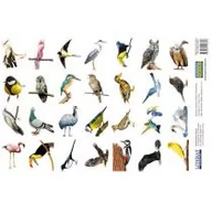 Zabawki kreatywne - Naklejki Ptaki Nowa - miniaturka - grafika 1