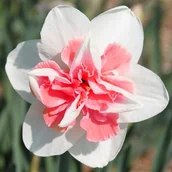 Nasiona i cebule - NARCYZ PEŁNY RÓŻOWY 20 szt Replete Narcyzy Cebule Narcyza Cebulki DUŻE XXL - miniaturka - grafika 1