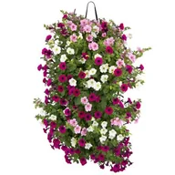 Kwiaty doniczkowe - Calibrachoa w wiszącej torbie - miniaturka - grafika 1