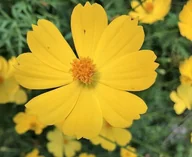 Nasiona i cebule - ŻADKI KOSMOS „ONĘTEK” ŻÓŁTY (COSMOS BIPINNATUS) NASIONA 1 G - miniaturka - grafika 1