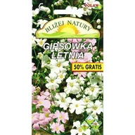 Nasiona i cebule - Gipsówka letnia 1,5 g - miniaturka - grafika 1