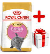 Sucha karma dla kotów - ROYAL CANIN British Shorthair Kitten 10kg  + niespodzianka dla kota GRATIS! - miniaturka - grafika 1