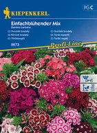 Nasiona i cebule - Goździk Brodaty Einfachblühende Mischung - miniaturka - grafika 1