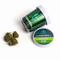 Zioła - Incannation, Susz konopny cbd critical plus 15% real cannabis - miniaturka - grafika 1