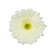 Sztuczne kwiaty - Gerbera Sat. Kremowa Główka Wyrobowa 1 Szt - miniaturka - grafika 1