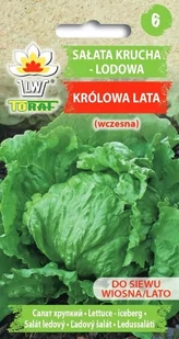 Sałata Krucha Lodowa Królowa Lata (Wczesna)
Lactuca Sativa L. - Nasiona i cebule - miniaturka - grafika 1