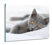 Deski do krojenia - osłona na indukcję szklana Kot brytyjski 60x52, ArtprintCave - miniaturka - grafika 1