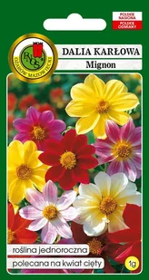 Dalia karłowa Mignon mieszana 1 g PNOS - Nasiona i cebule - miniaturka - grafika 1