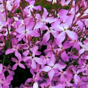 Nasiona i cebule - MACIEJKA PACHNĄCA NASIONA KWIATÓW roślin ozdobnych p. DE80016220227781; PL102/23/4617/L23/A - miniaturka - grafika 1