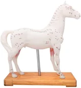 Meble i wyposażenie gabinetów medycznych - Model do akupunktury weterynaryjnej - KOŃ - dwustronna formuła - oznaczenie punktów akupunkturowych oraz mięśni i narządów wewnętrznych (D028) - miniaturka - grafika 1