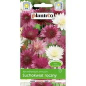 Nasiona i cebule - Nasiona Suchołuska Mix 1 Gram Plantico - miniaturka - grafika 1