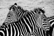 Plakaty - Plakat, Tanzania, zebry, 29,7x21 cm - miniaturka - grafika 1