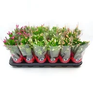 Kwiaty doniczkowe i cięte - Szlumbergera - miniaturka - grafika 1