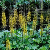 Nasiona i cebule - Języczka Przewalskiego 1 szt. doniczka P9 - miniaturka - grafika 1