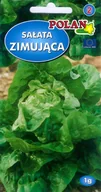 Nasiona i cebule - Sałata Zina 1 g POLAN - miniaturka - grafika 1