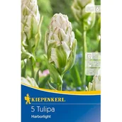 Nasiona i cebule - Cebule tulipanów Gefüllte Tulpe Harborlight - miniaturka - grafika 1