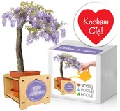 Nasiona i cebule - Zestaw do uprawy Bonsai Glicynia na WALENTYNKI - miniaturka - grafika 1