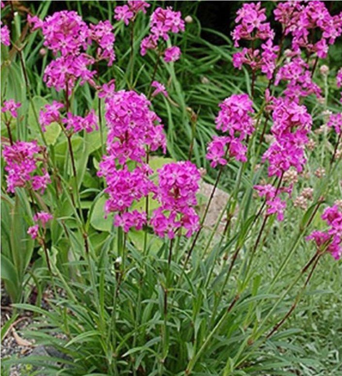 kwiatydonice Firletka smółka - Lychnis viscaria 'Splendens'