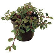 Sadzonki drzew krzewów - Irga mix wys. 15-25 cm don. 2 l - miniaturka - grafika 1