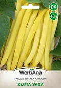 Nasiona i cebule - Fasola Zlota Saxa karłowa wczesna 40g nasiona - WegAna - miniaturka - grafika 1