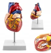 Mały naukowiec - TRÓJWYMIAROWY MODEL ANATOMICZNY SERCA CZŁOWIEKA 3D ROZKŁADANE LUDZKIE SERCE - miniaturka - grafika 1